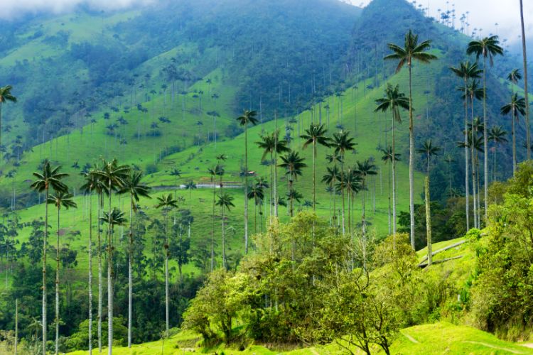 Imagen de las palmas de cera en el Valle de Cocora